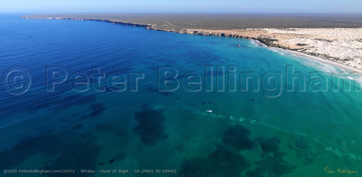 Peter Bellingham Photography Whales - Head of Bight - SA (PBH3 00 28940)